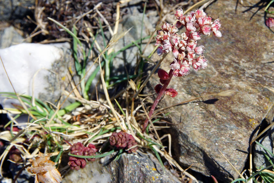 Sedum album